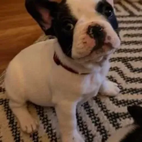 Bulldog Francês,Bulldog Francês Filhote Estrutura Perfeita Disponível