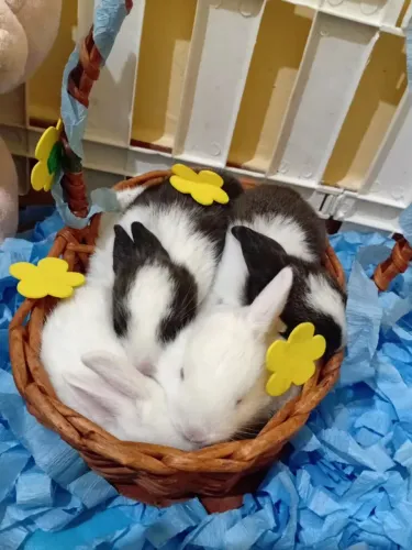 Coelhinhos