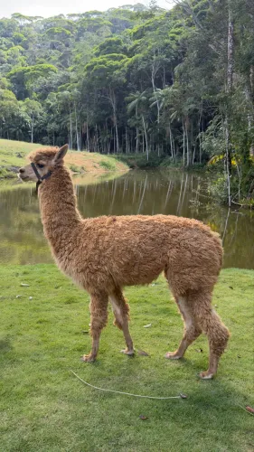 Alpaca macho linda de cabresto