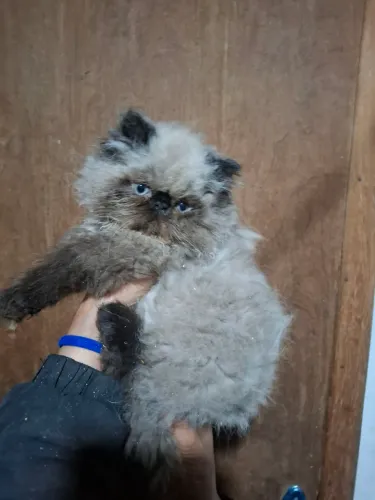 Disponível persa machinho 2400