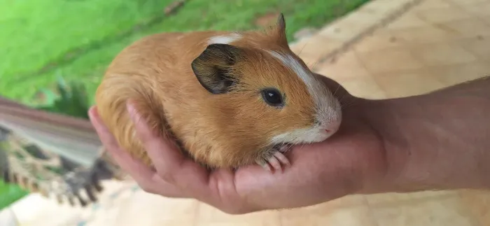 Porquinho da india macho adulto