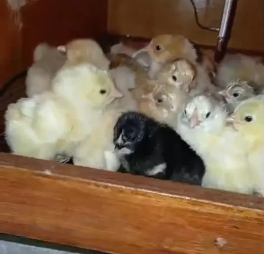Pintinhos da Raça Brahma
