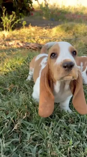 BASSET HOUND - SEU NOVO COMPANHEIRO PODE ESTAR AQUI!