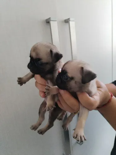 Cachorro