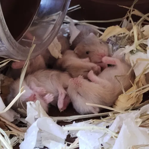 Filhotes de hamster ?