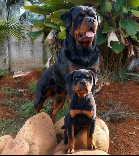 ROTTWEILER