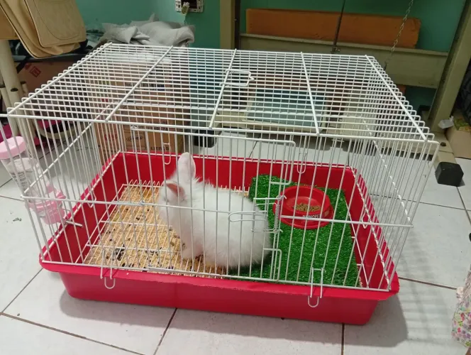 Vendo gaiola pra coelho