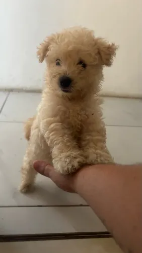 Poodle