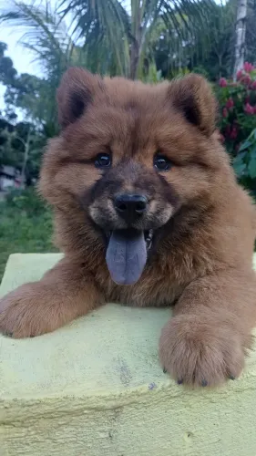Chow-Chow 
