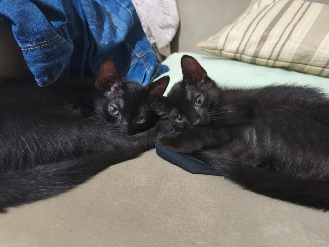 Gatinhos para adoção 
