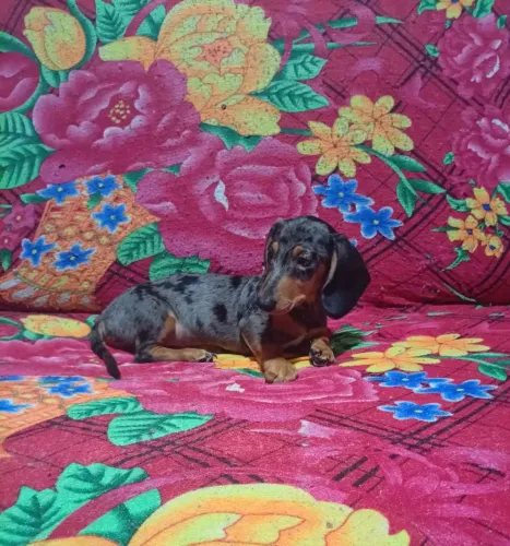 Filhote de dachshund miniatura
