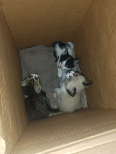 Doa-se gatinhos novinhos 2 machos e 1 fêmea 