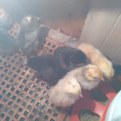 Pintinhos Caipira