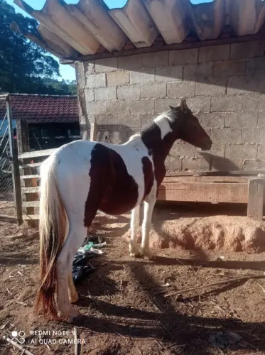 OPORTUNIDADE! CAVALO PAMPA A VENDA