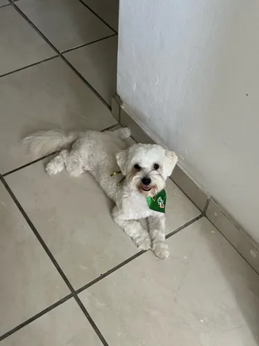 Lhasa apso para cruzar