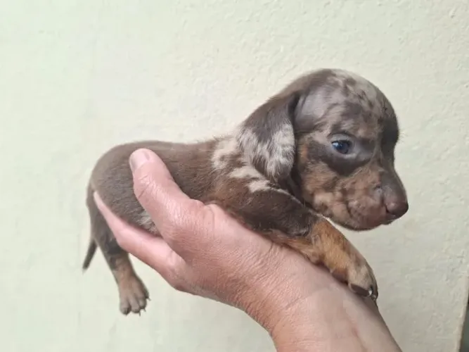 dachshund salsicha macho e femea