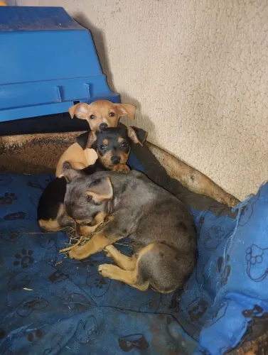 Vendo filhotes pinscher