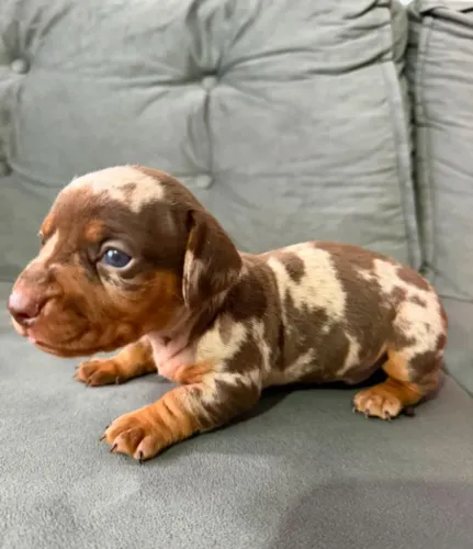 Dachshund