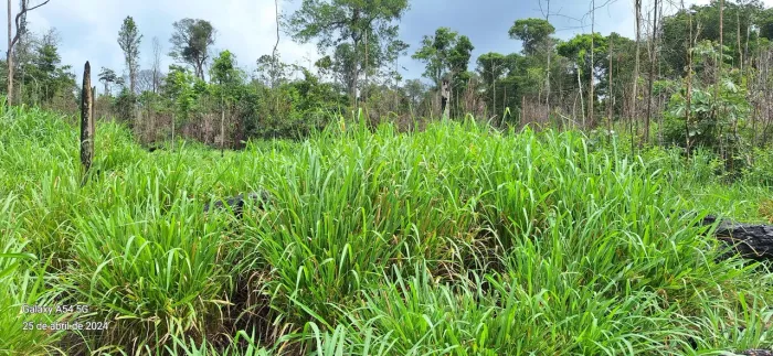 Vendo fazenda 