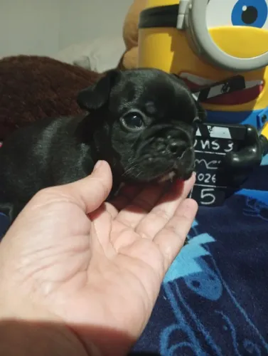 Bulldog francês 