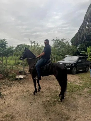 Cavalo manga larga castrado a venda . 