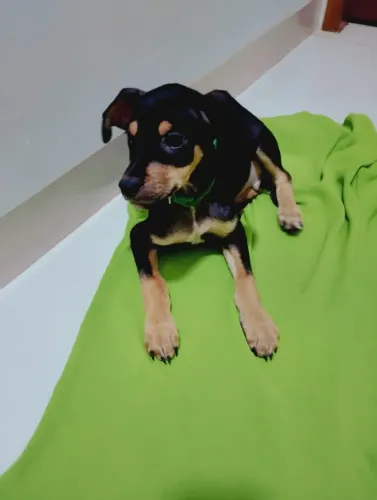 Cachorrinhos para doação