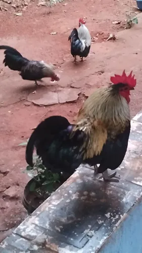 Vende se galinhas Zezinha.....4 galos 4 galinha 4; frangas já quase pono ovos e mais