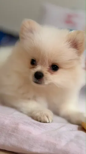 Lulu da pomerania anão 