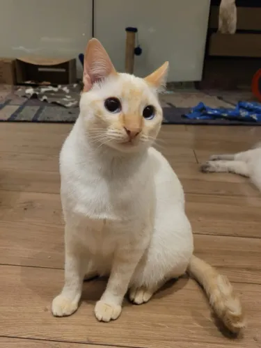 Gatinha para adoção - castrada/vacinada - São Paulo, ZN