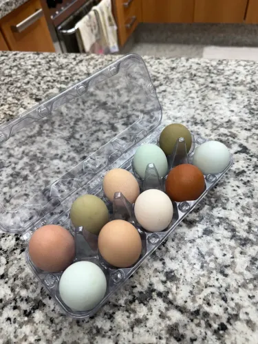 Ovo Caipira Fresco Direto da Fazenda 