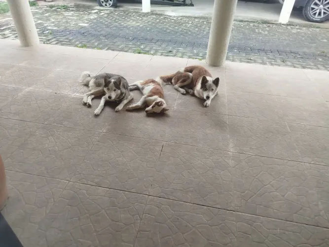 Vendo linda família de husky siberiano 