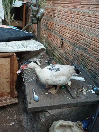 Patos