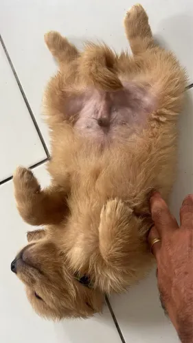 Vende-se filhote de golden retriever