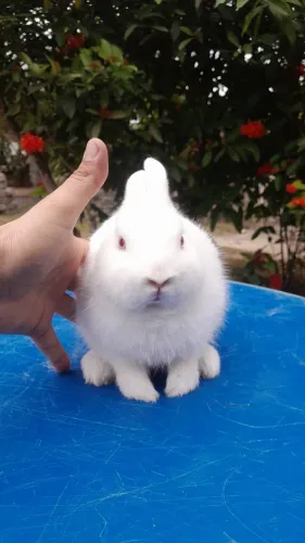 Coelho Netherland Dwarf_o mini coelho.