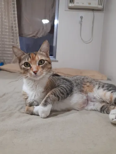 Gatinha para adoção responsável