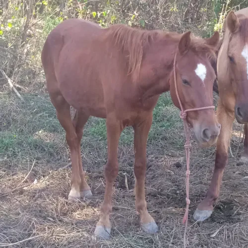 Venda se podra