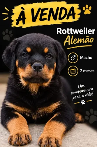 Rottweiller oportunidade 