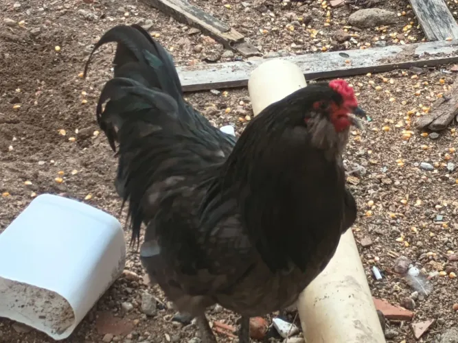 Galinha ameraucana ovos fertil