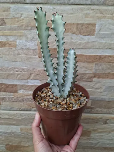 Euphorbia lactea variegata pt12