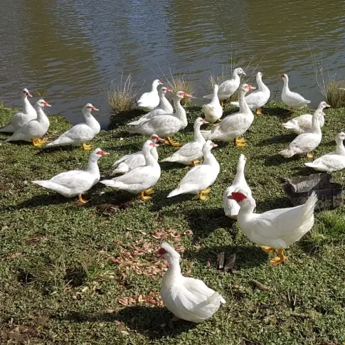 Pato Gigante Alemão - Ovos Galados Férteis