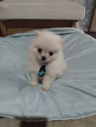 Lindo macho de lulu da Pomerânia (anão)