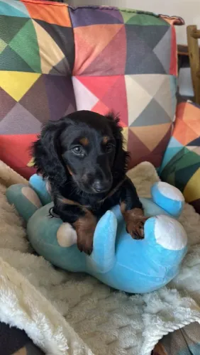 Dachshund basset macho pelo longo aceito cartão