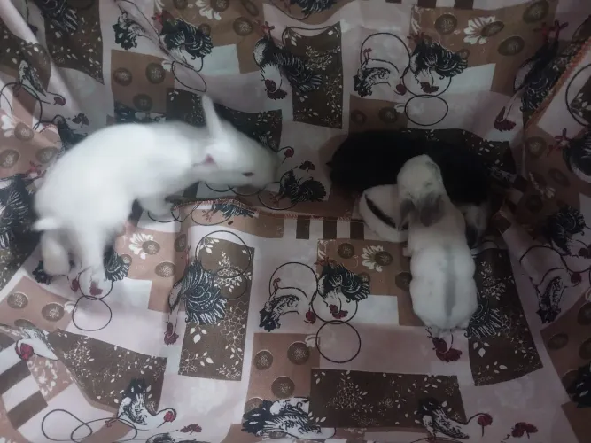 Filhotes de Coelhos