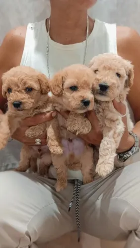 Cachorro poodle pedigree pelagem rrara 30 dias de nascimento
