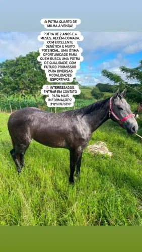Potra disponível