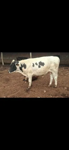 Vendo garrote!!!