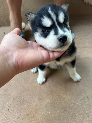 Husky siberiano 