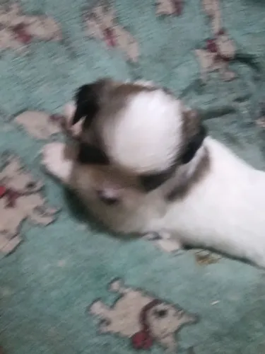 Filhotes de Shitzu lindos 2 machinho e uma fêmea