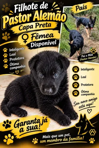 Filhotes de pastor alemão capa preta 