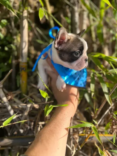 Bulldog francês